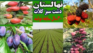 ضد یخ طبیعی NPA،