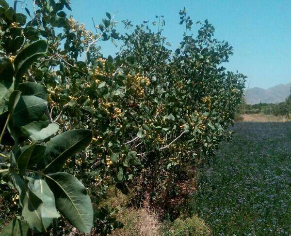 فروش زمین پسته ای واقع در راین