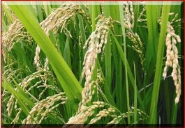 فروش برنج ارگانیک محصول امسال تولید کننده