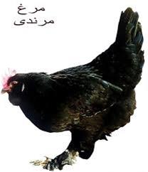 فروش جوجه نژاد مرغ مرندی و لهستانی سر سفید