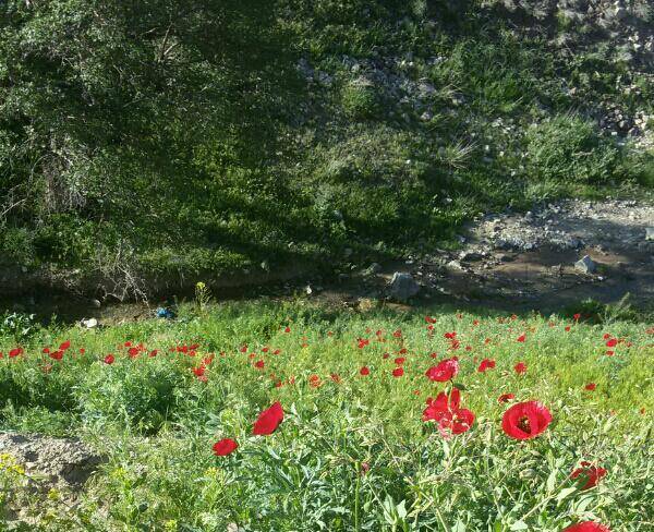 زمین ویلای