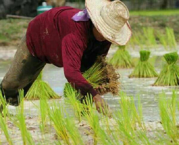 برنج شمال اصل و بدون ناخالصی