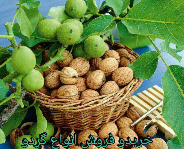 خرید و فروش انواع گردو