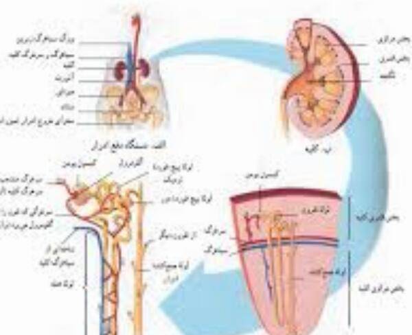 تدریس مفهومی زیست شناسی(دبیرستان و به ویژه کنکور)