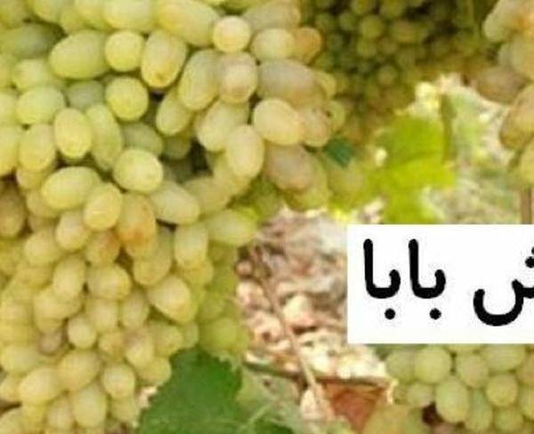 خریدار انگور ریش بابا درجه یک