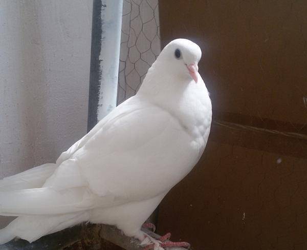کبوتر تمام سفید