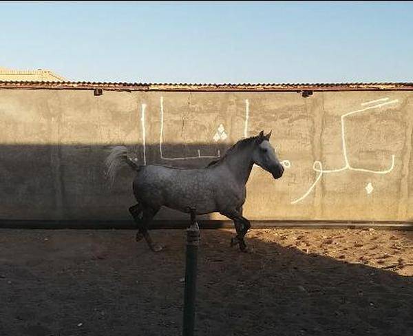 معاوضه اسب با گاو