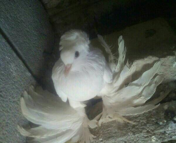 کبوتر زینتی (کوهرنگ)
