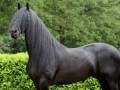 فروش یک رأس اسب سیلمی فریزین Friesian))