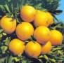 فروش پرتقال تامسون و خونی(توسرخ) ارگانیک شمال